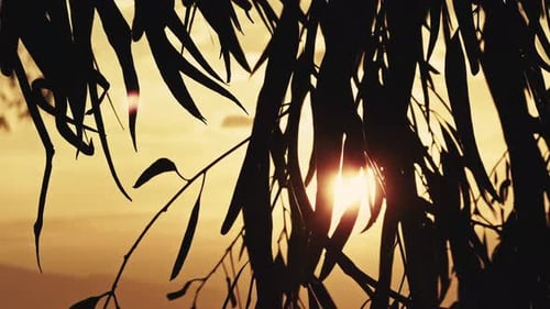 Tree Leaves In Sunset Light 1