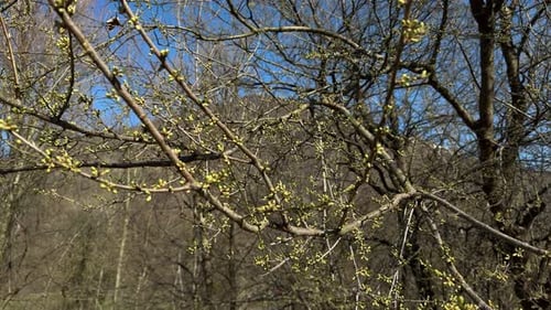 Natur, Frühling erwacht zum Leben, sprießen Bäume, Äste, Schweiz, Waldlandschaft