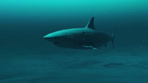 Closeup of Great white shark swimming in the deep blue ocean water, underwater scene of white shark.
