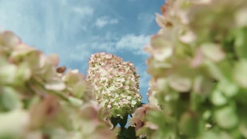 Slide shot. Hydrangea paniculata and blue sky. white and pink flowers, close-up.