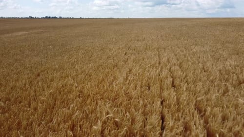 Wheat Field