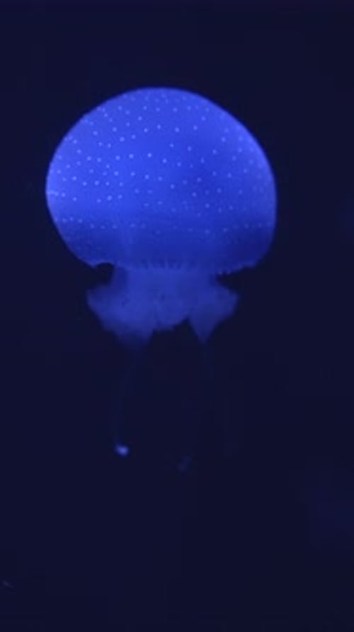 Entdecken Sie die Schönheit leuchtender Quallen im tiefblauen Meer, die ihren Glanz zur Geltung bringen
