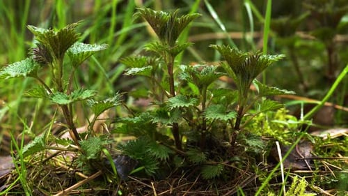 Groupe de jeunes orties poussant dans la nature. Les orties sont courantes en phytothérapie, et les jeunes