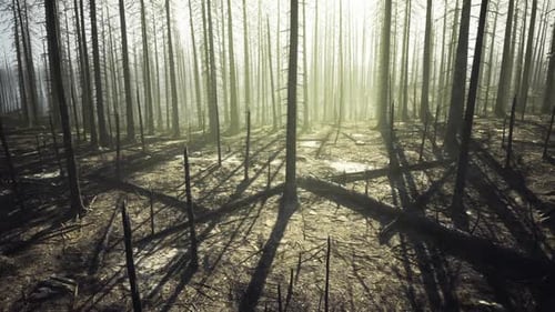 Misty Barren Forest Walk Through with Long Shadows