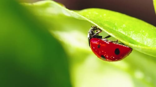 Ladybug in the Green Grass in the Forest