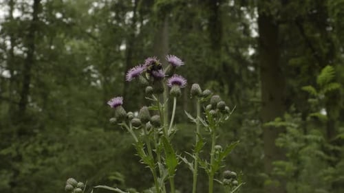 Honeybee working on Growing wild purple Flowers in the forest closeup. Honeybee busy with flowers in