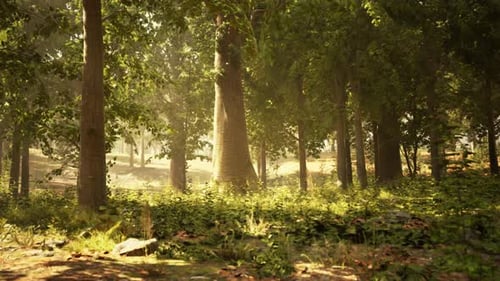 A Lush and Vibrant Forest with Towering Trees and Abundant Grass