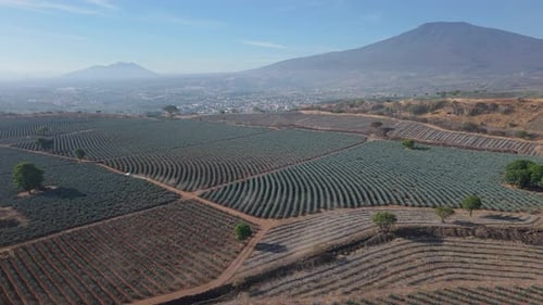 Tequila Agave Field 4K