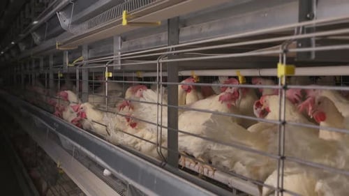 Chickens Kept in Cages at a Commercial Egg Farm