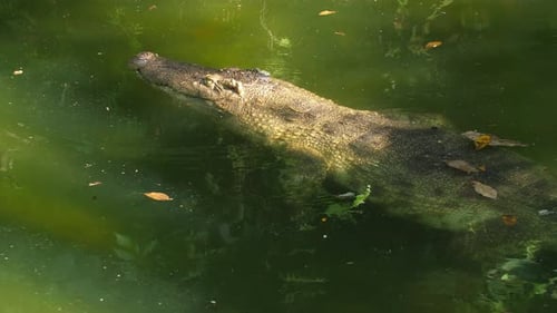 Crocodile Swimming in Clear Green Water Showcasing Natural Habitat