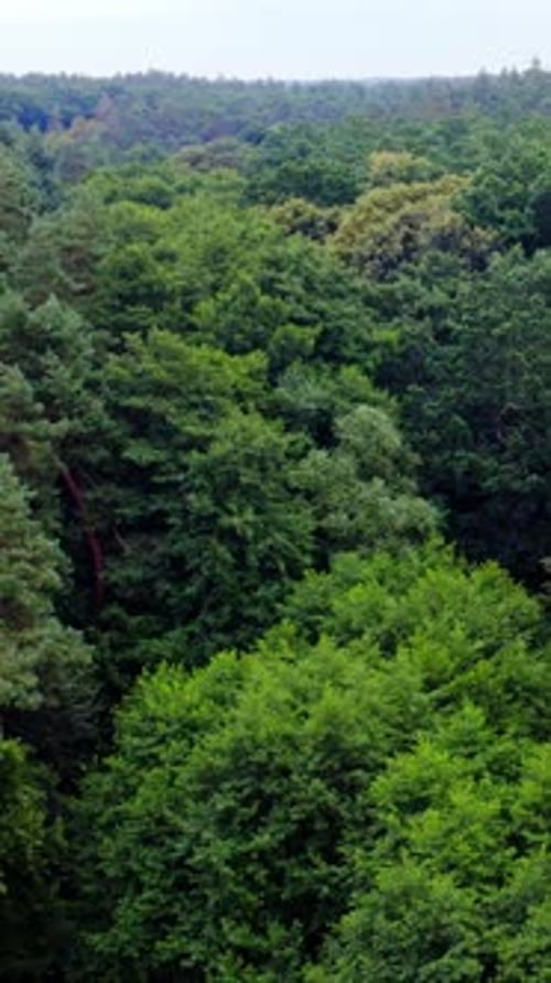 Dense forest in summer. Beautiful green trees background. Panoramic view of green scenery