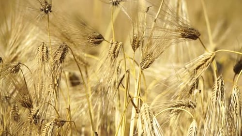 Vast Yellow Wheat Field Abundant Crop Agriculture Rural Landscape Golden Wheat Expanse Organic