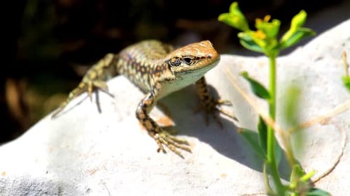 Lizard standing on Rock