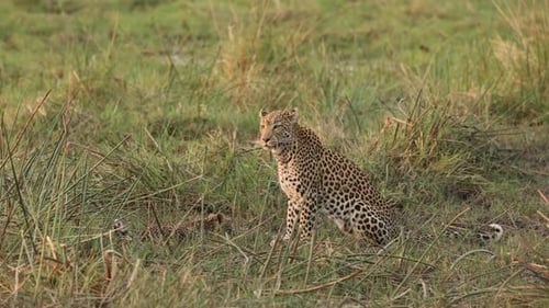 Wide shot of a female leopard sitting in the grass with her tiny cub drinking in the background, Khw