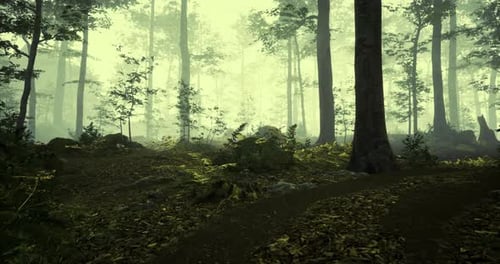 Misty Morning in a Serene Forest Where Dappled Light Bathes the Path