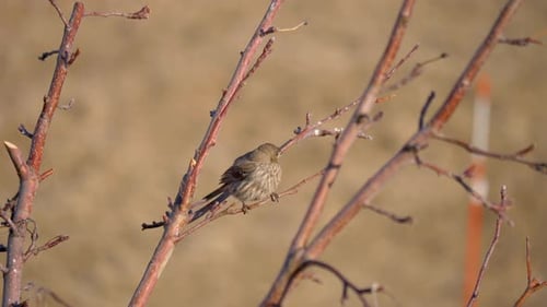 Small Bird Perched on Bare Tree Branch