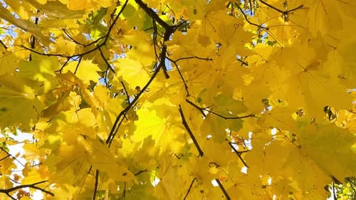 Vibrant Yellow Maple Leaves in Autumn Sunlight