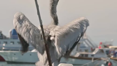 Pelícano limpiando sus plumas en el barco
