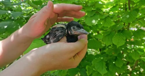 Tiny Black and White Bird Held in Hands