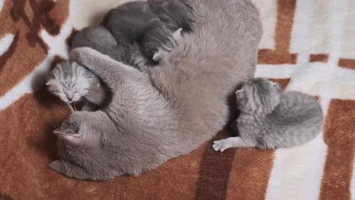 La madre gata lactante alimenta a sus gatitos recién nacidos acostados sobre una manta