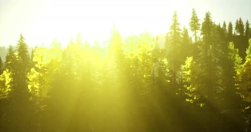 Sunlight Filtering Through Tall Trees in a Vibrant Forest at Dawn