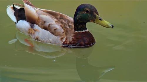 Lonely Mallard Duck Swimming In Lake Water