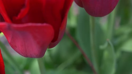 Red Tulips Bloom in Spring Blur Bokeh Tulip Flower Nature Floral Background Botanical Garden