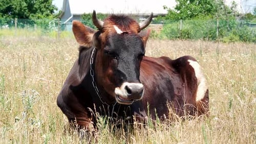 Young Cow Sleeps in the Meadow. Brown Animal Chews Grass and Rest. Agriculture and Home Husbandry