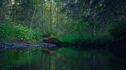 Üppiger grüner Wald, der sich auf einem ruhigen Fluss oder Bach spiegelt - Weitwinkelaufnahme