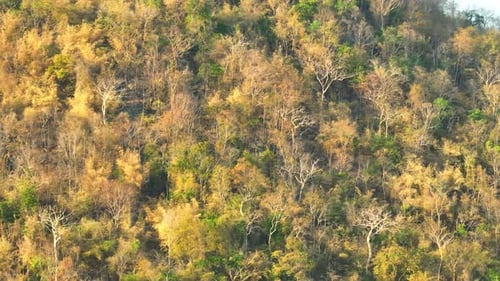 A mixed forest on high mountains during sunlight time, Aerial view.