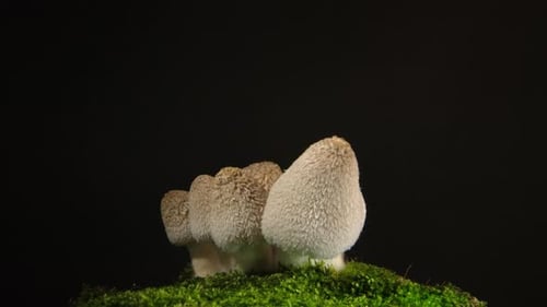 Delicate mushrooms growing on a bed of green moss