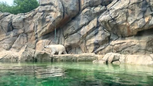 Un ours polaire se promène près d'une piscine après s'être gratté le dos par une journée ensoleillée