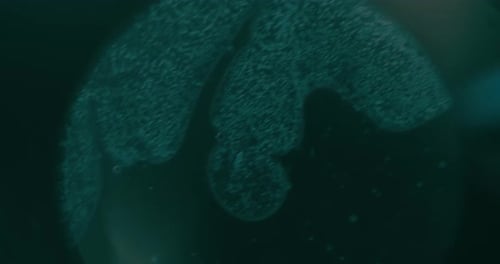 Abstract Fluidic Green Cell Structure under Magnification