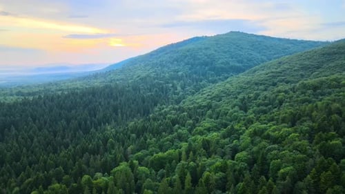 Aerial View of Green Pine Forest with Dark Spruce Trees Covering Mountain Hills at Sunset