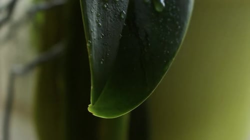 Water Droplet Falling off Green Plant Leaf