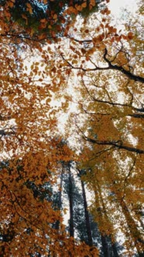 Dry Tree Trunks and Treetops with Orange and Yellow Leaves in Autumn