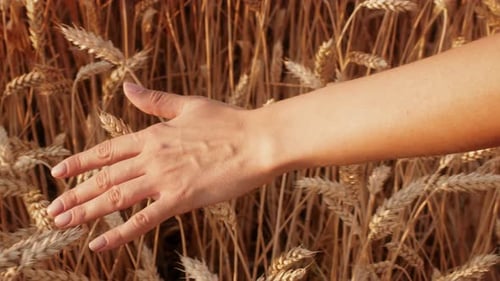 Sanfte Berührung von goldenem Weizen auf einem Feld an einem hellen, sonnigen Tag
