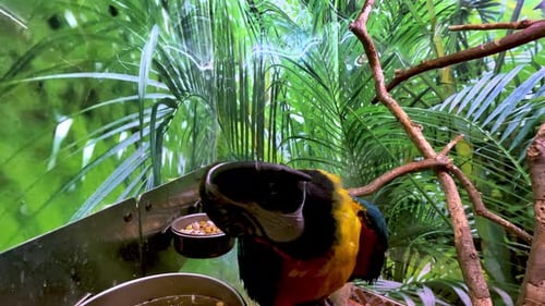 Portrait of funny blue and yellow colored Ara Ararauna macaw parrot in aviary turning head