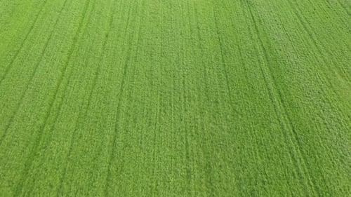 Aerial view of a green crop field. Travelling view of drone over a green field.