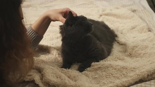 Pet Owner Hand Strokes Purring Domestic Chartreux Cat
