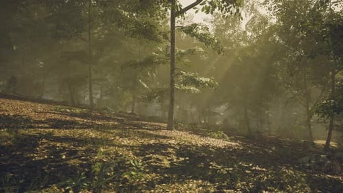 Sunlight Filters Through Dense Trees in a Serene Forest During Early Morning