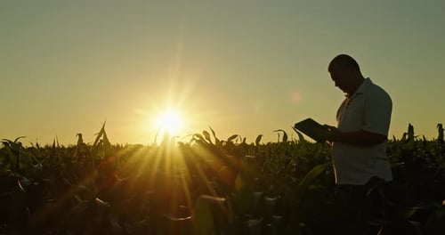 Middleaged Farmer Working in a Field at Sunset Using a Tablet