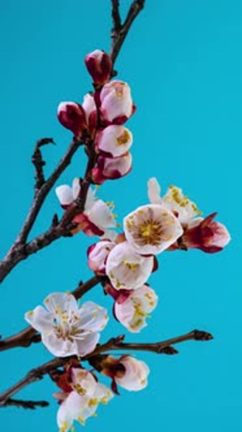Flowers Blooming in Time Lapse on Blue Background