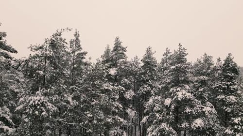 Drohnenflug über den Wald im Winter. Schneebedeckte Bäume, Blick von oben