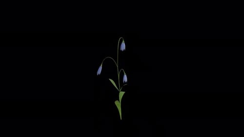 Campanula Plant blowing in the wind. Wind blows Flowering Plant. Alpha Channel. Loop Animation