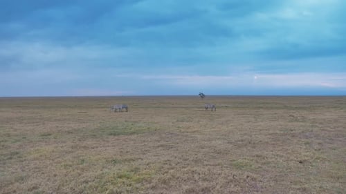 view over the african savannah under a blue sky with some zebras walking in the background. wide sho