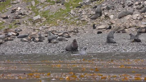 Antarctic Fur Seals Pod Resting on Coast of South Georgia Island, Leith Harbor