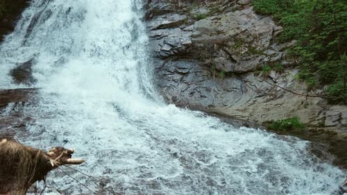 Stream in the Thicket of Forest with Spruce Trees and Rocky Slopes