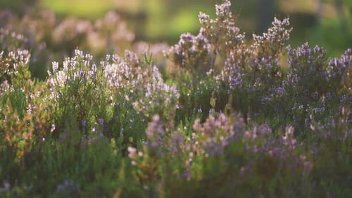 Zarte rosa, weiße und lila Heideblüten, beleuchtet von der Morgensonne, die über dem Moorland aufgeht