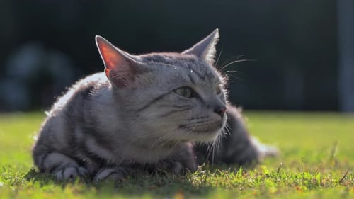 Portrait of a beautiful cat